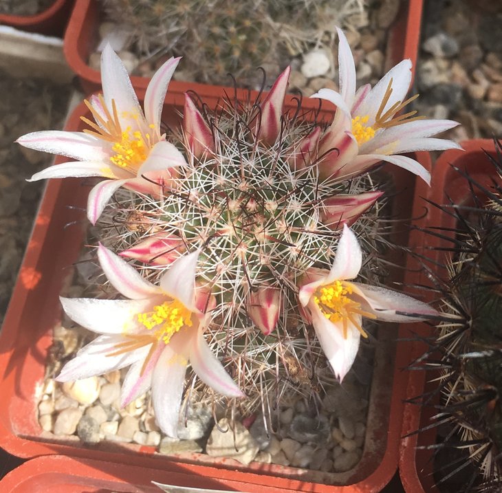 Mammillaria louisae