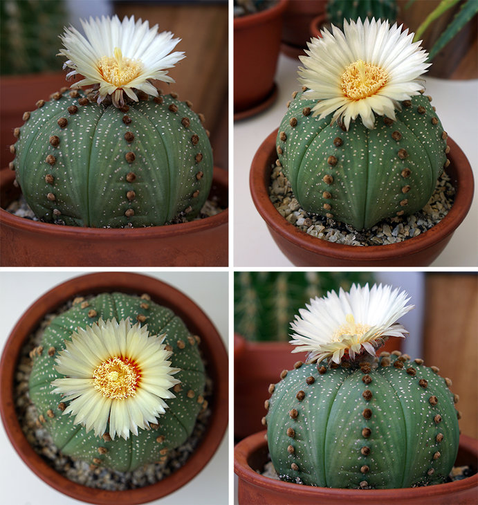 astrophytum asterias