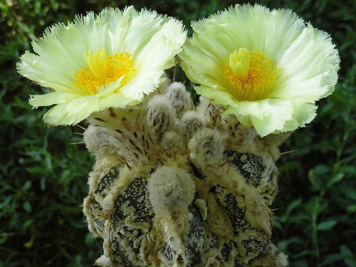 Astrophytum ornatum cv.Fukuryi