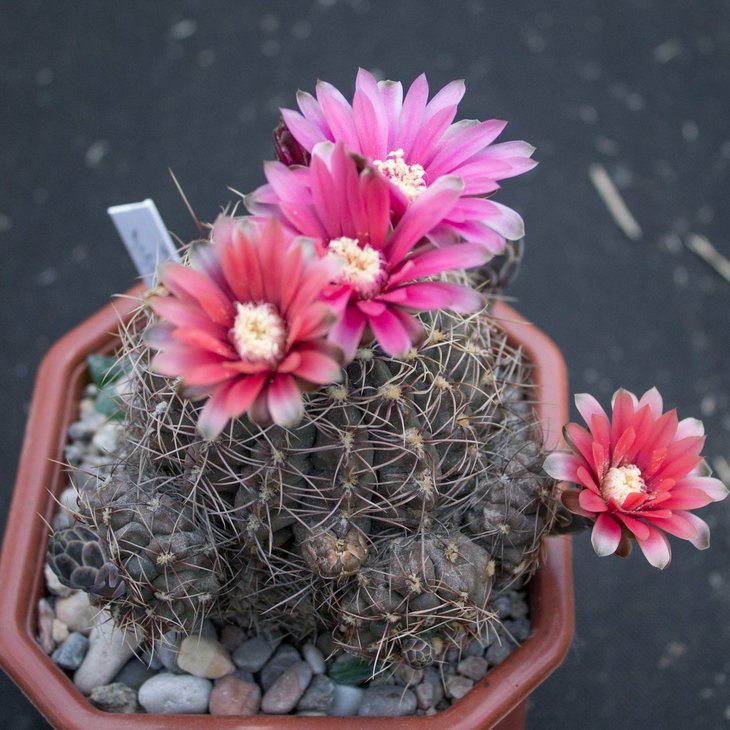 Gymnocalycium baldianum