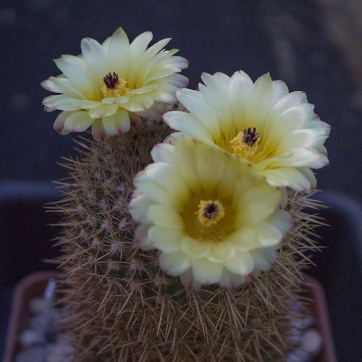 Notocactus mammulosus