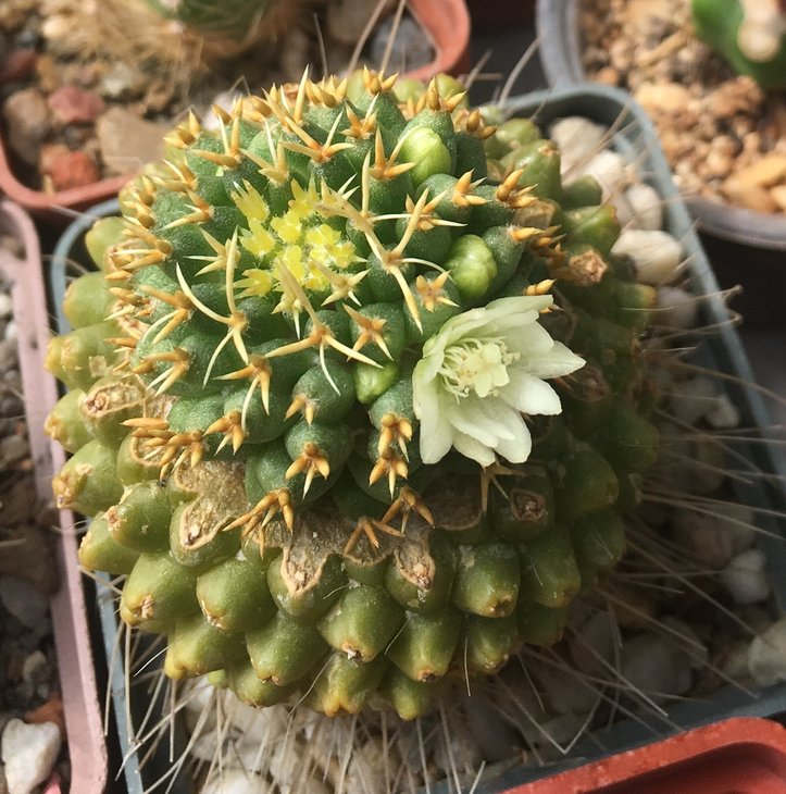 Mammillaria camptotricha cv. BRU