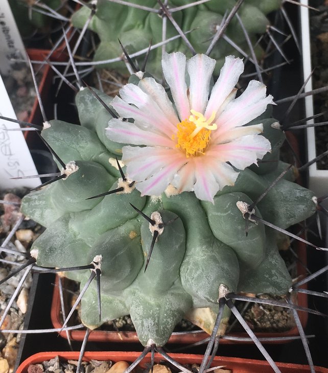 Thelocactus rinconensis