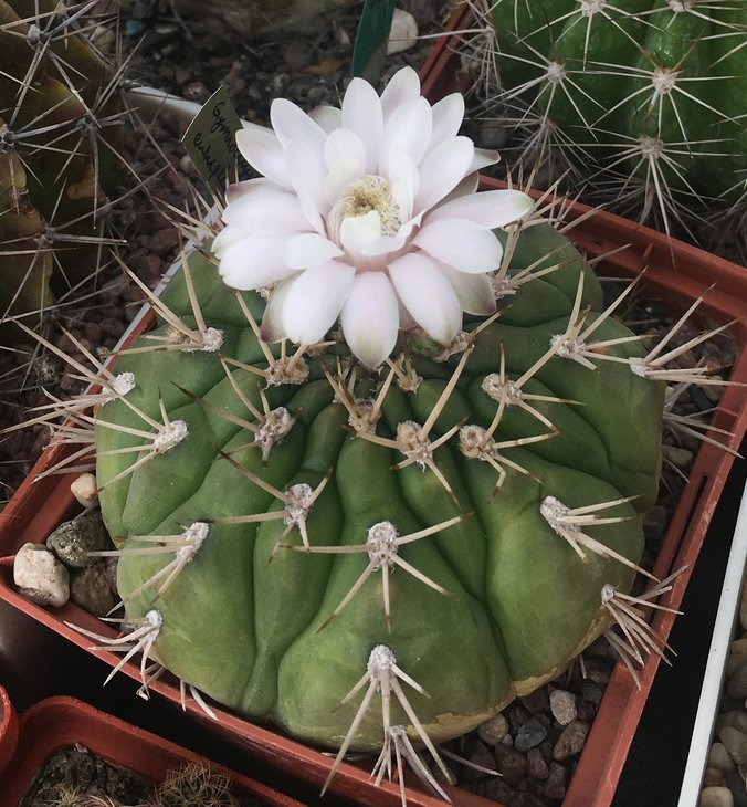 Gymnocalycium eurypleurum