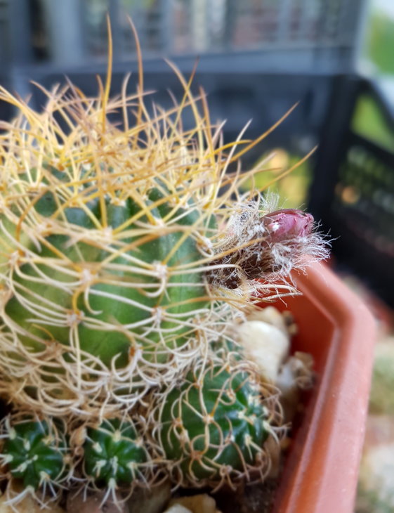 Lobivia schieliana