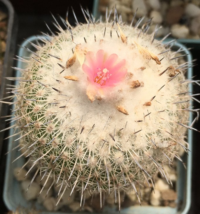 Epithelantha unguispina