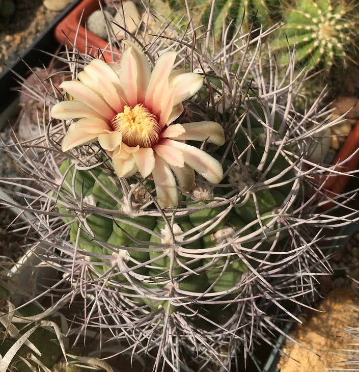 Gymnocalycium sp.