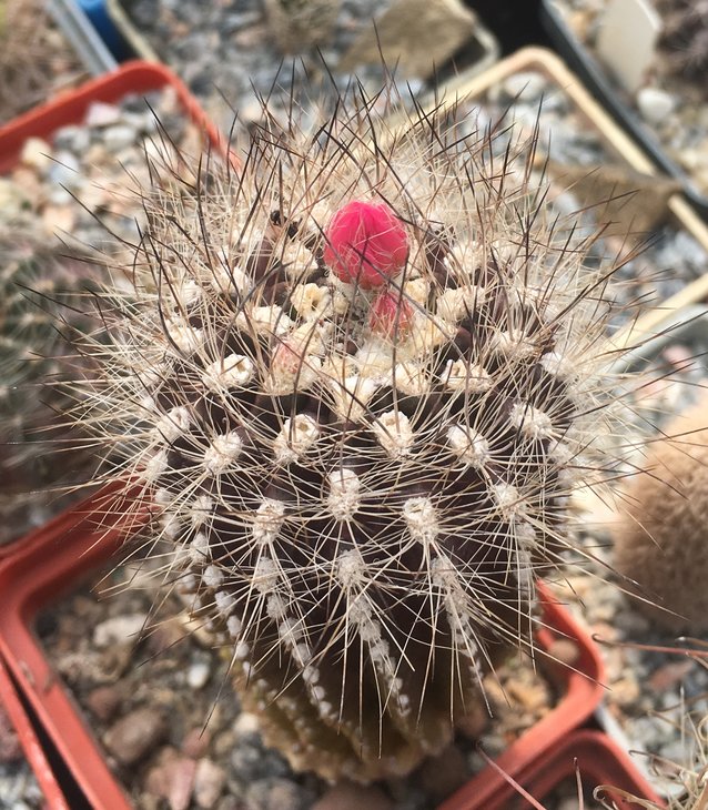 Neocilenia sp.