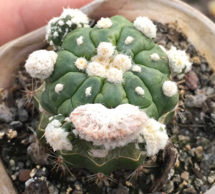 A. asterias kikko Ooibo