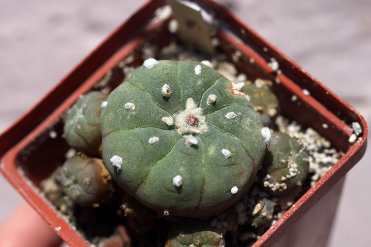 Lophophora jourdaniana