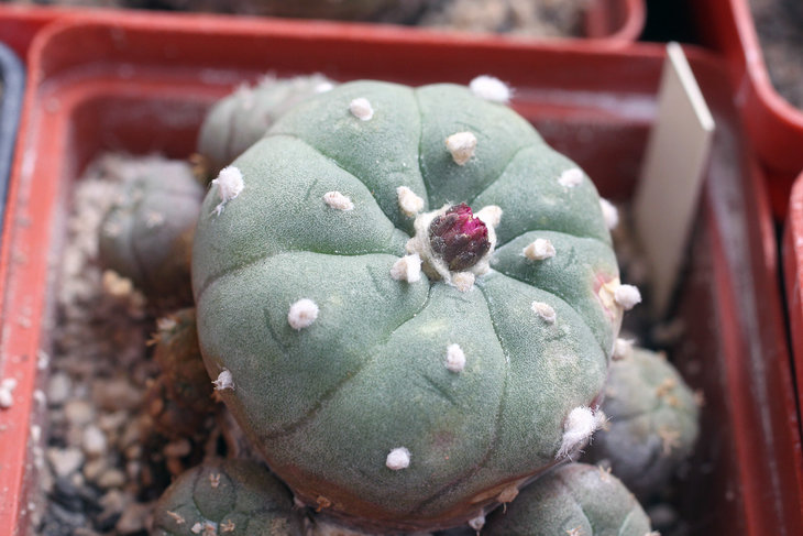 Lophophora jourdaniana