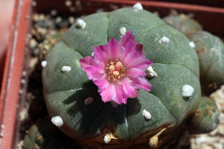 Lophophora jourdaniana