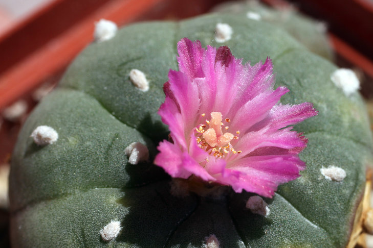 Lophophora jourdaniana