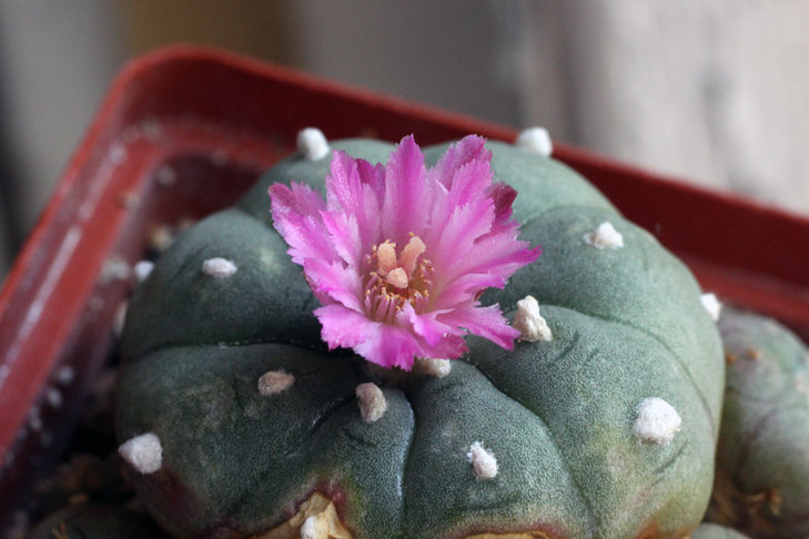 Lophophora jourdaniana