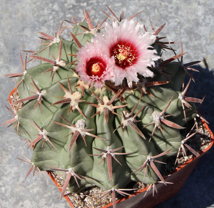Echinocactus texensis