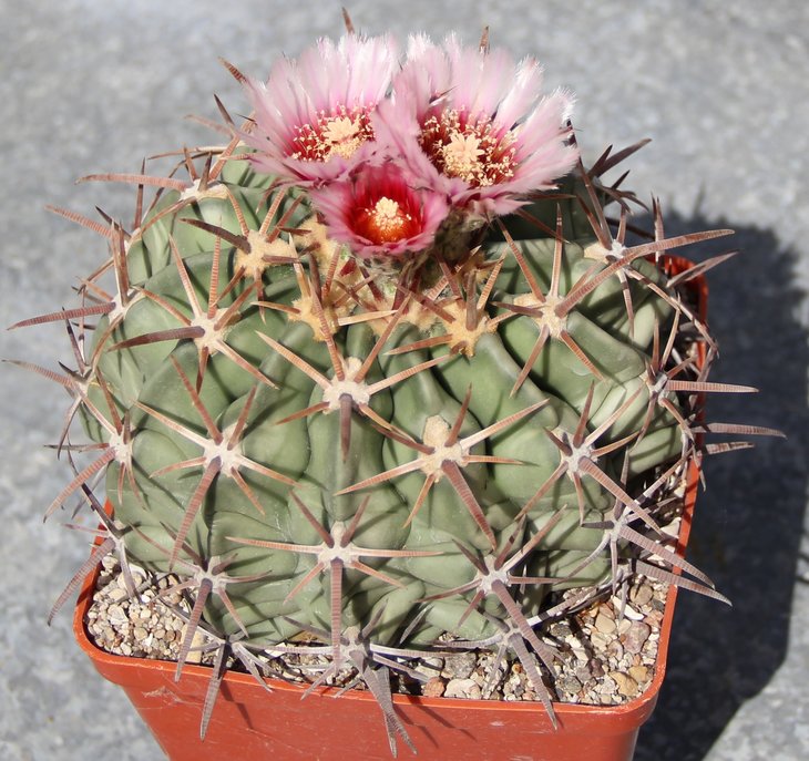 Echinocactus texensis