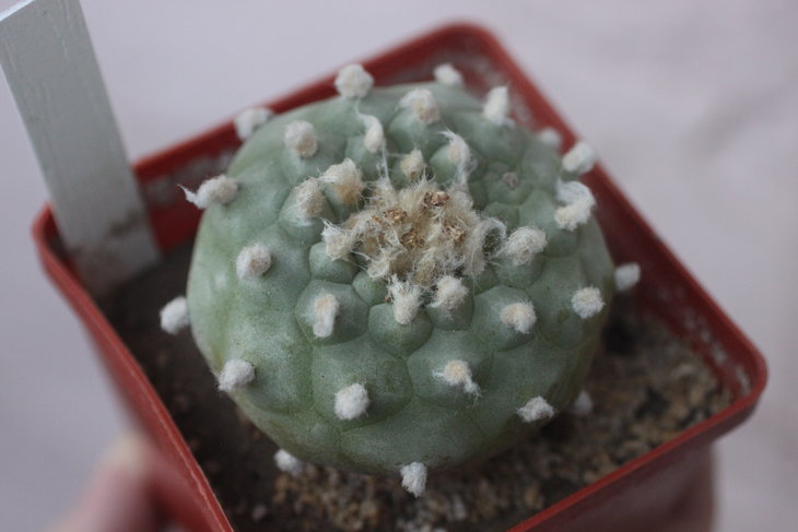 Lophophora diffusa v. kubesae JJH0010892, сентябрь 2016