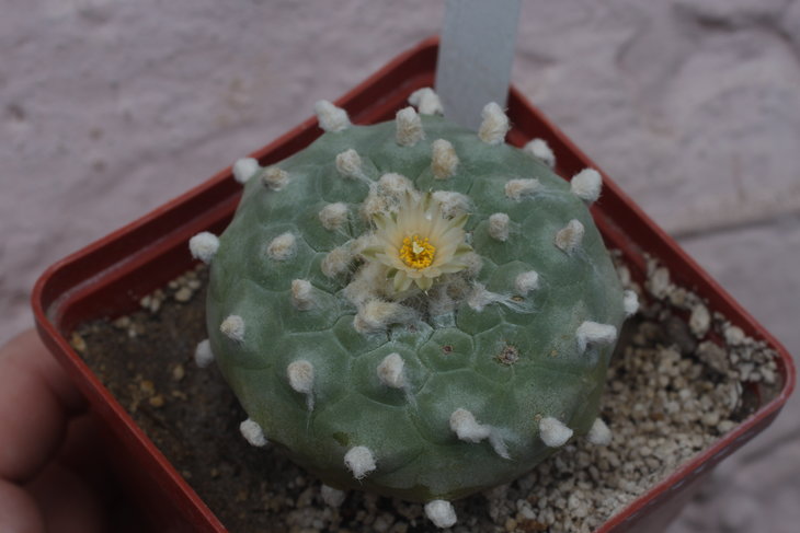 Lophophora diffusa v. kubesae JJH0010892, июнь 2017