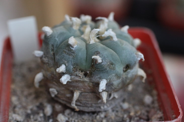 Lophophora williamsii, июнь 2015 года