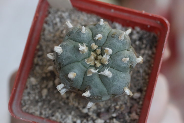 Lophophora williamsii, июнь 2015 года