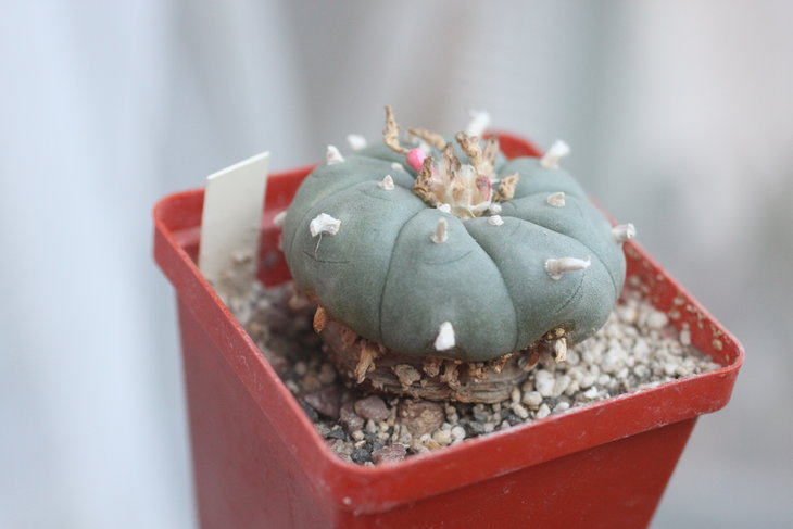 Lophophora williamsii, сентябрь 2016 года