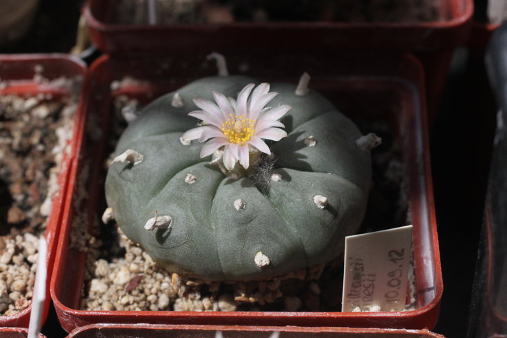 Lophophora williamsii, май 2017 года