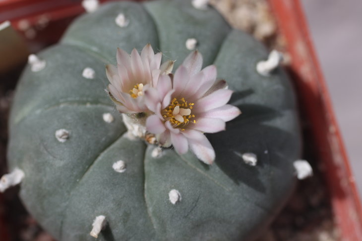 Lophophora williamsii, июнь 2017 года