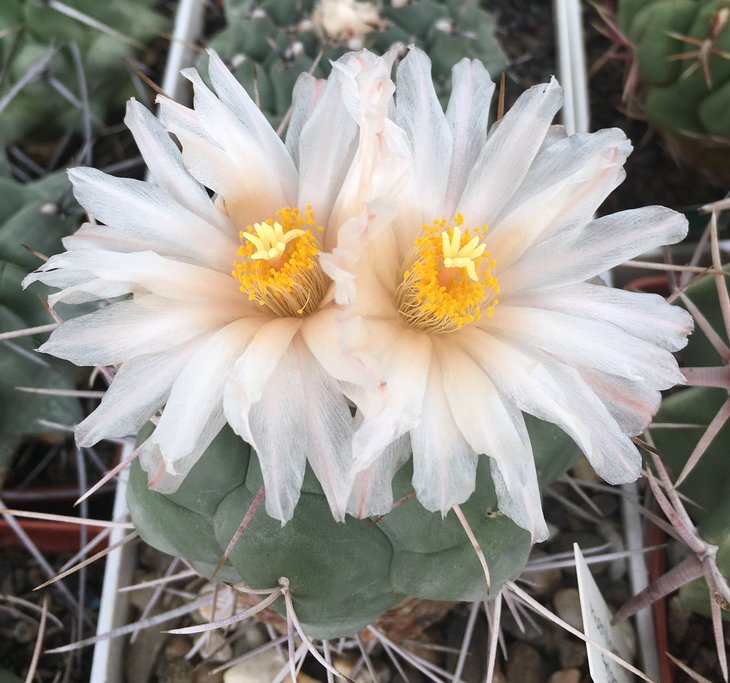 Thelocactus hexaedrophorus