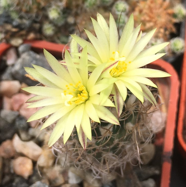 Turbinicarpus krainzianus var. minimus