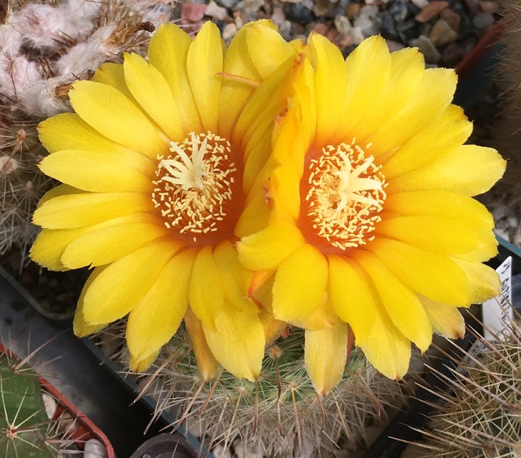Parodia mutabilis