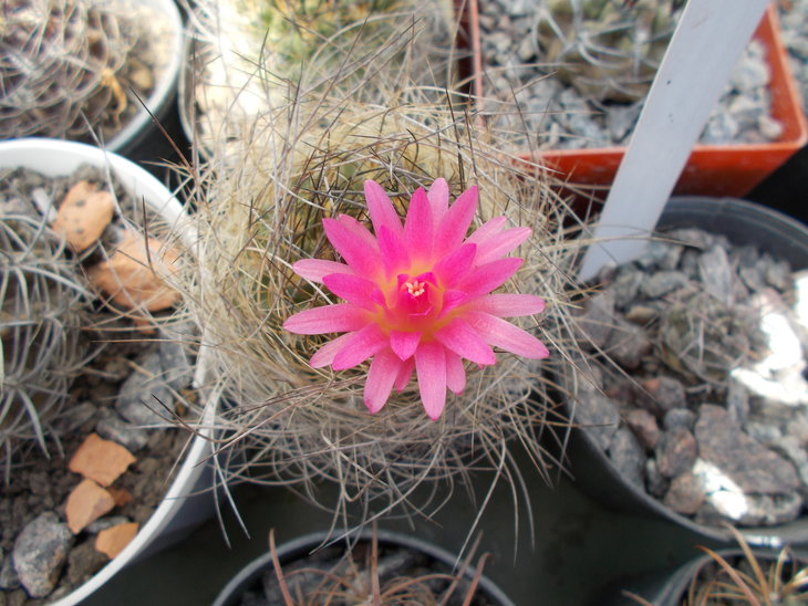 Neoporteria multicolor.JPG