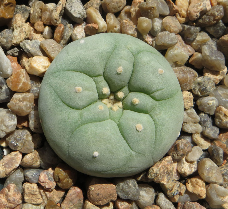 Lophophora diffusa KKR275