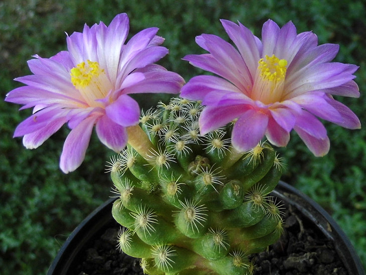 Mammillaria roczekii VM 695