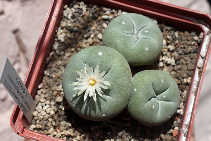 Трёхголовая Lophophora diffusa ssp. polycephala JJH 0010892 (синоним kubesae)