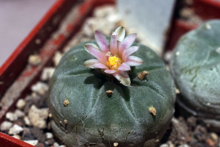 Lophophora fricii, La Pe (крохотный цветок)