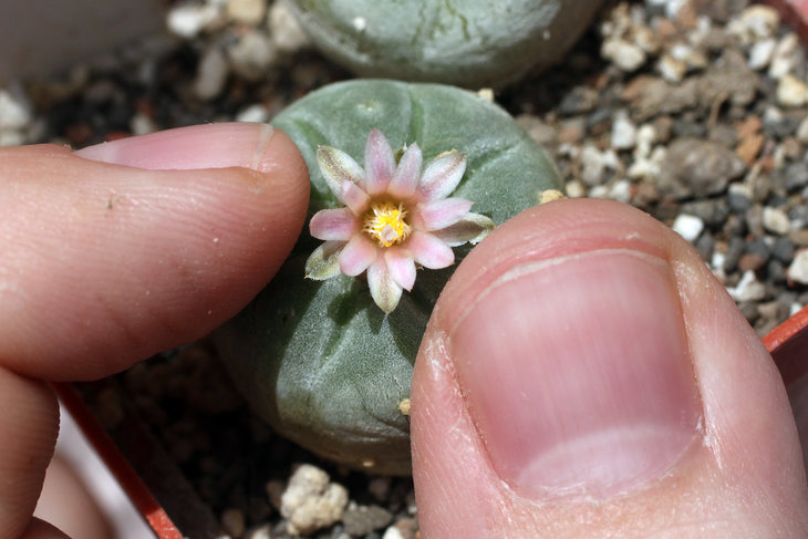 Lophophora fricii, La Pe