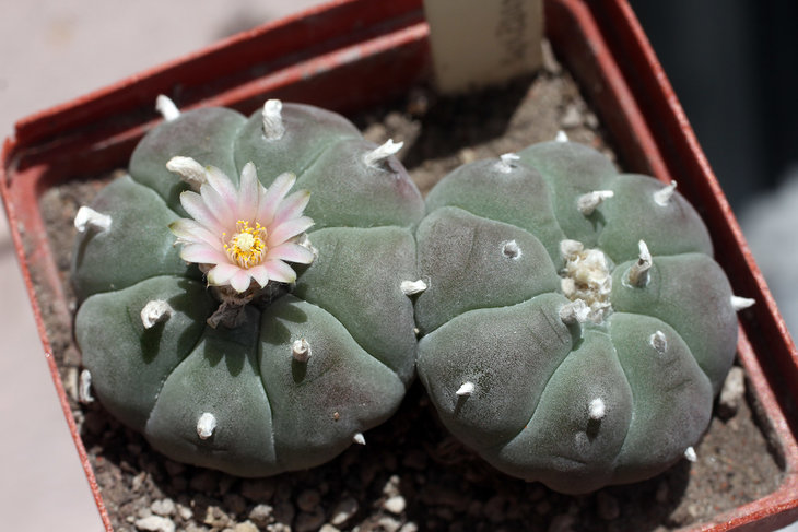 Lophophora williamsii La Soledad, Nuevo Leon