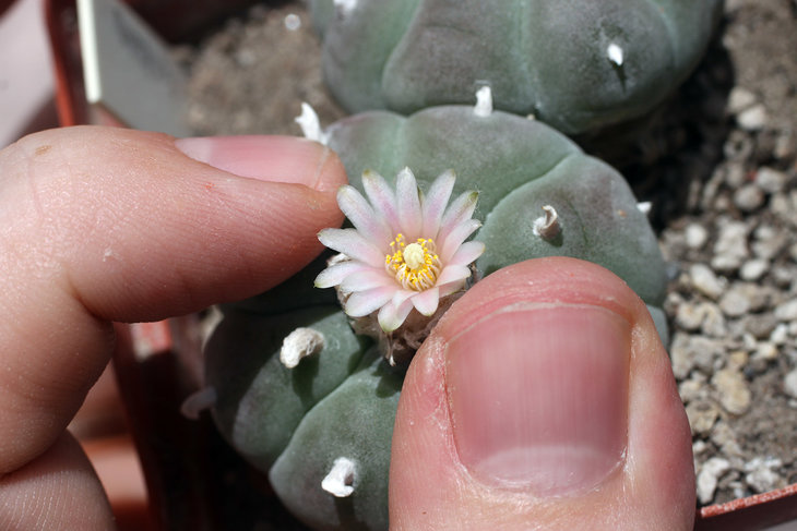 Lophophora williamsii La Soledad, Nuevo Leon
