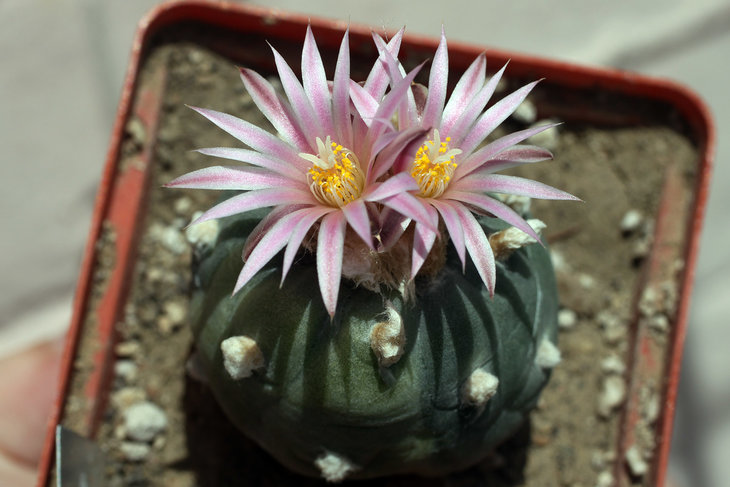 Lophophora fricii f. variegate