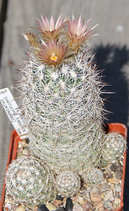 Coryphantha vivipara buofloma Bagdad Az   MG