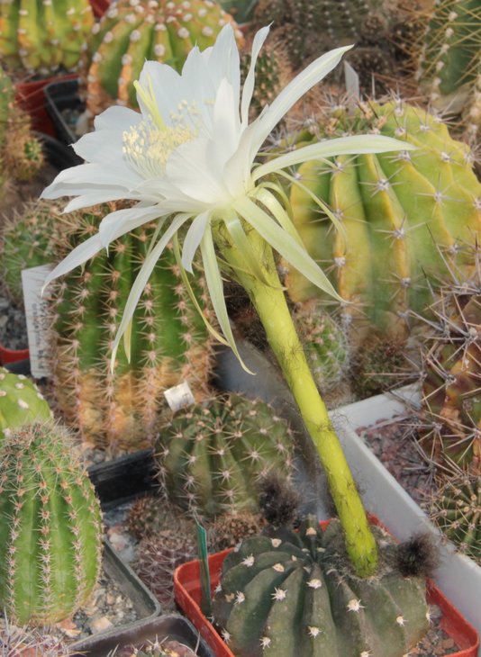 Echinopsis boyuibensis