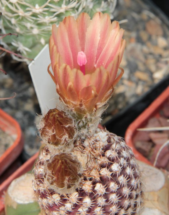 Neocilenia sp.
