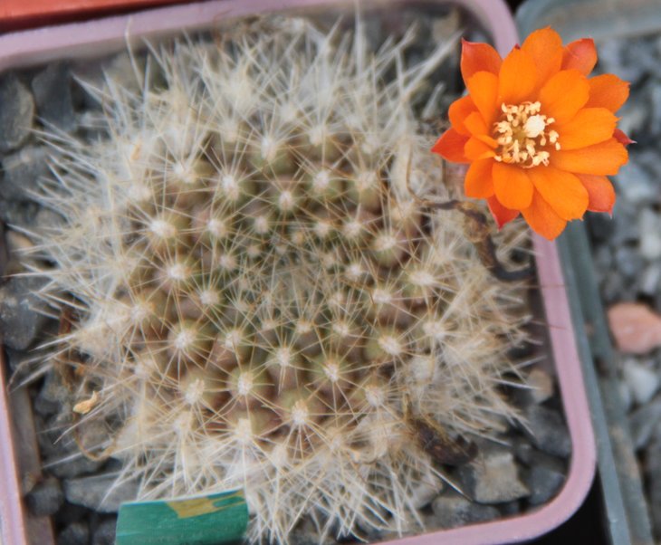 Rebutia flavistyla