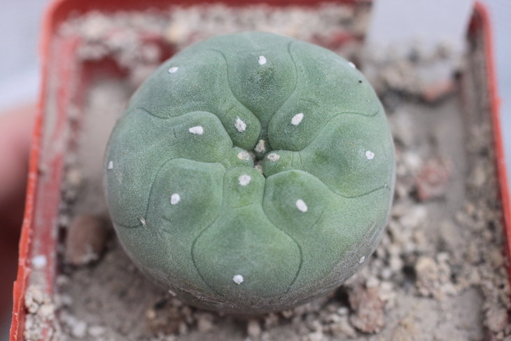 Lophophora diffusa