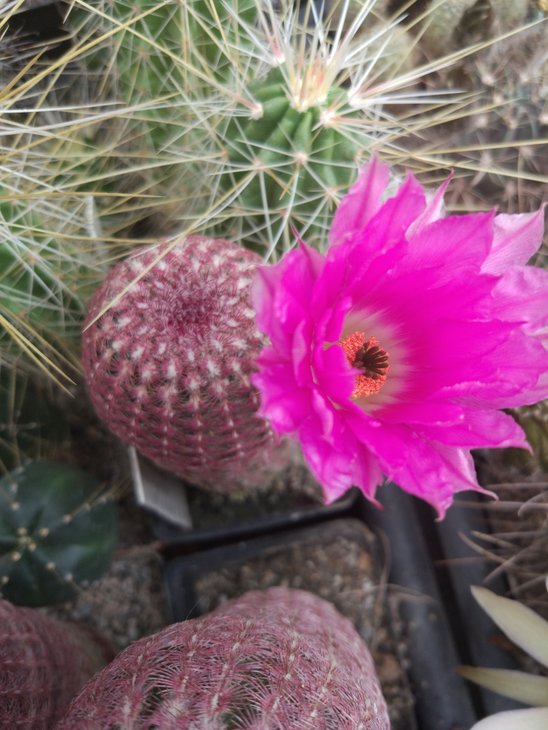 Echinocereus rigidissimus var. rubrispinus