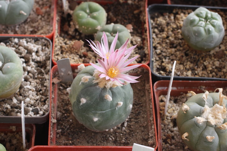 Lophophora fricii f. variegata