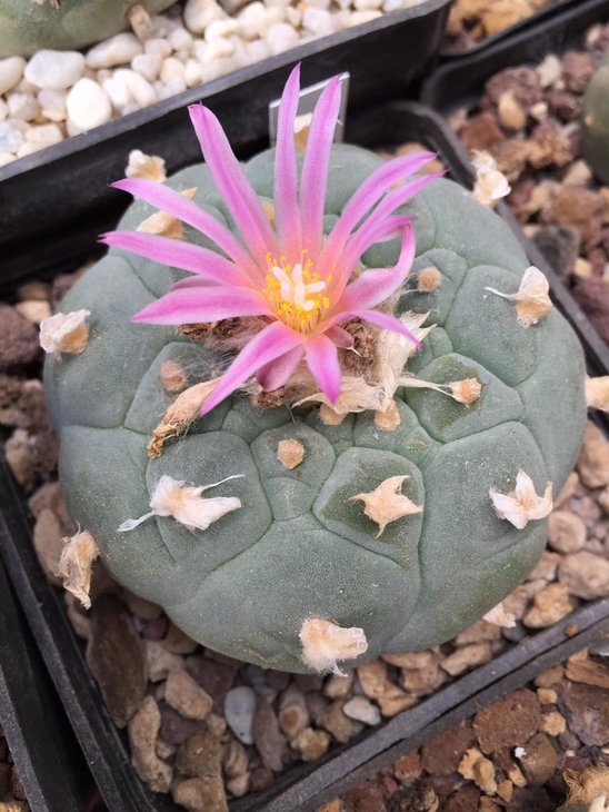 Lophophora fricii, photo by Franco Corti