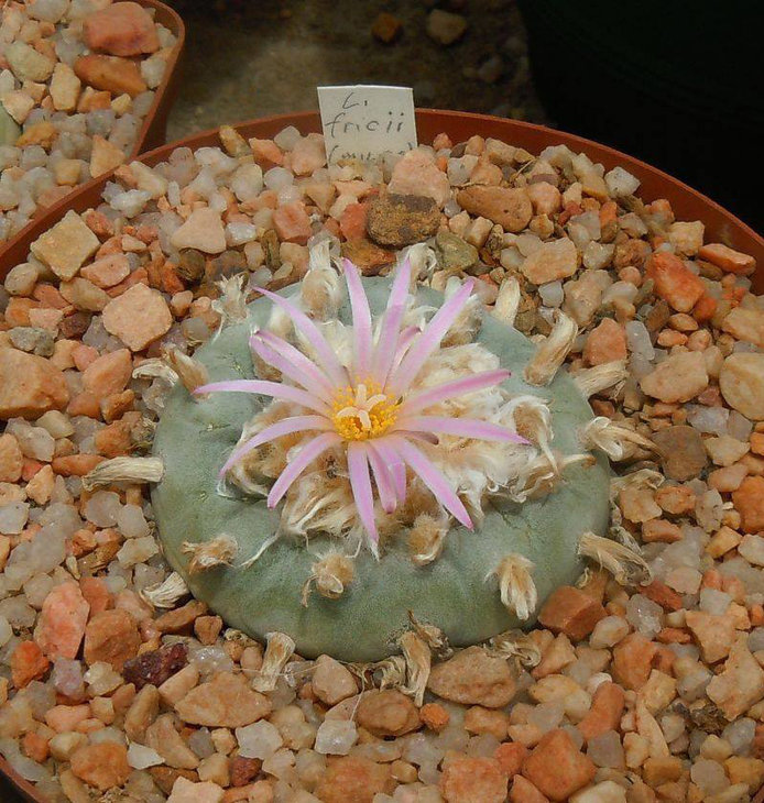 Lophophora fricii, photo by Gerhard Marx