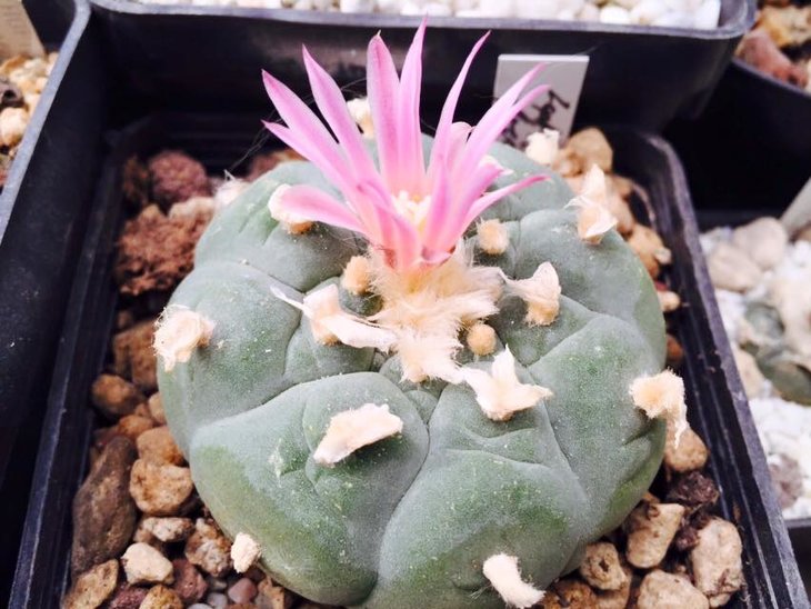 Lophophora fricii, автора фото не пам'ятаю