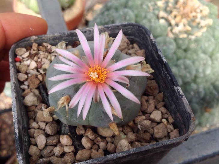 Lophophora williamsii, Huizache, SLP (so-called ssp. grymii), автора фото не пам'ятаю